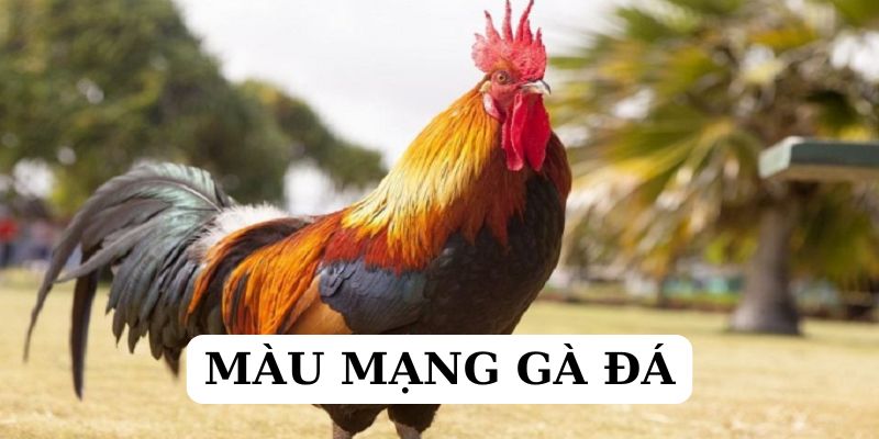 Màu Mạng Gà Đá